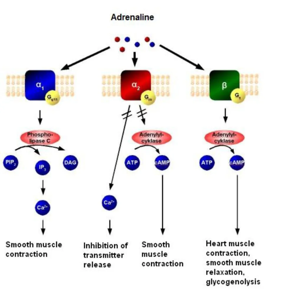 Adrenaline Mechanism in Anesthesia