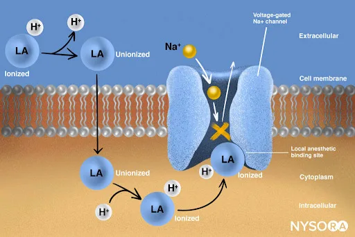Local Anesthetics Action