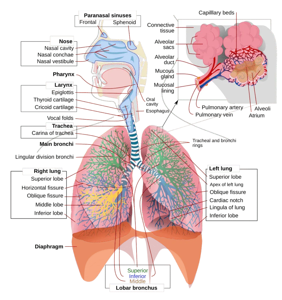 Respiratory Tract anatomy
